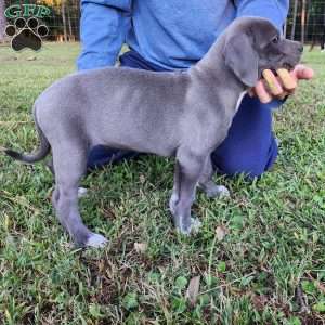 Simone, Cane Corso Mix Puppy